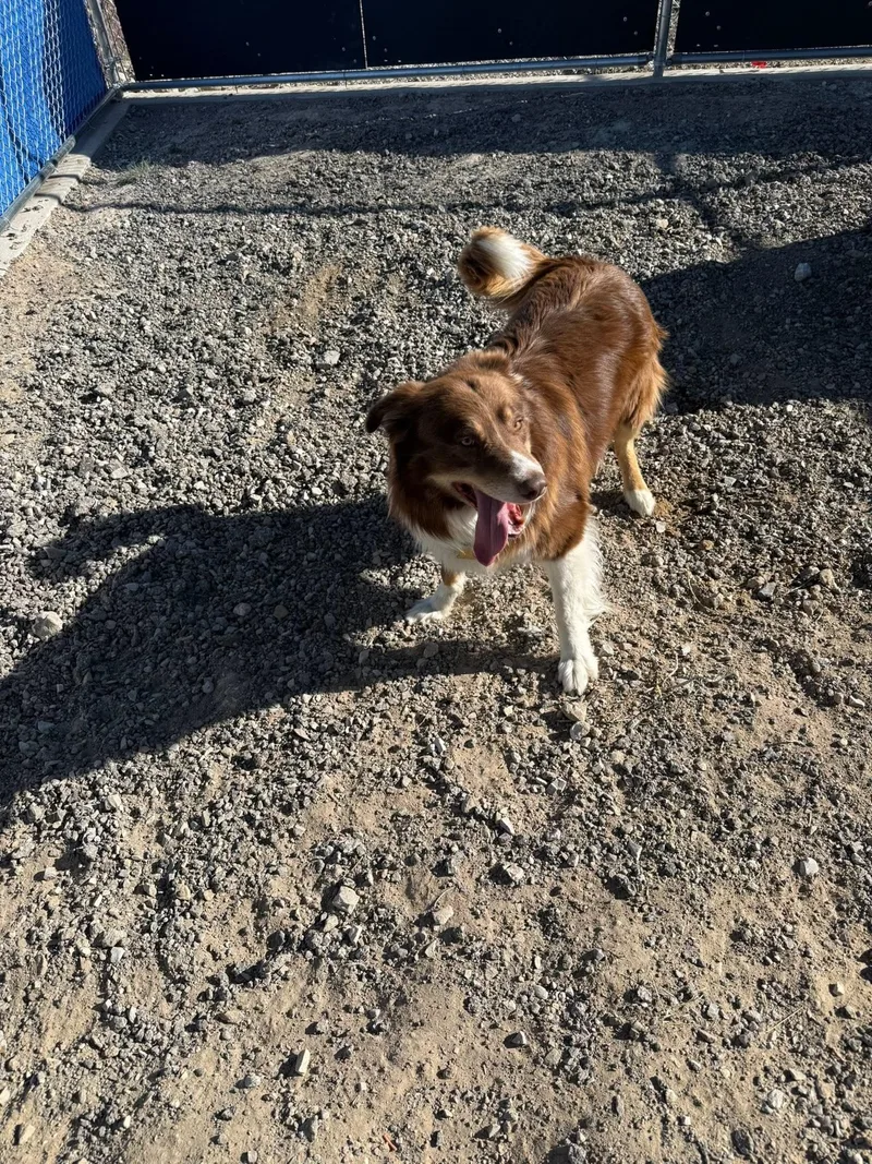 A young medium-sized male Brown / Chocolate Australian Shepherd dog named Cocoa for adoption in Rawlins, WY
