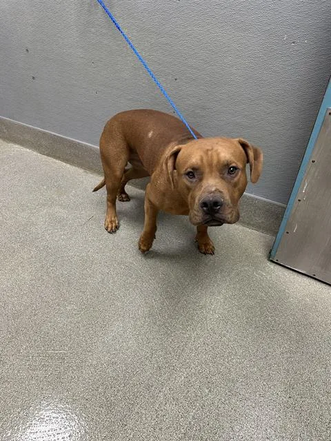 A young large-sized male Pit Bull Terrier dog named Jace for adoption in Las Vegas, NV