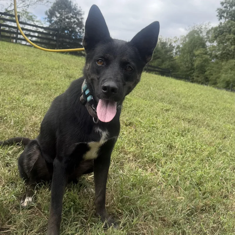A young medium-sized female Black Australian Kelpie dog named Sera for adoption in Manassas, VA