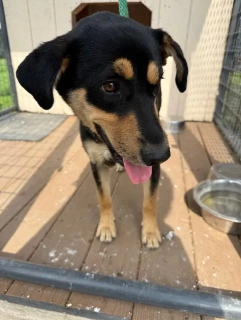 A young medium-sized female Bicolor Labrador Retriever dog named Darla for adoption in Windcrest, TX
