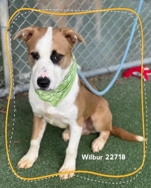 An adult medium-sized male Brindle Hound dog named Wilbur for adoption in Marietta, GA