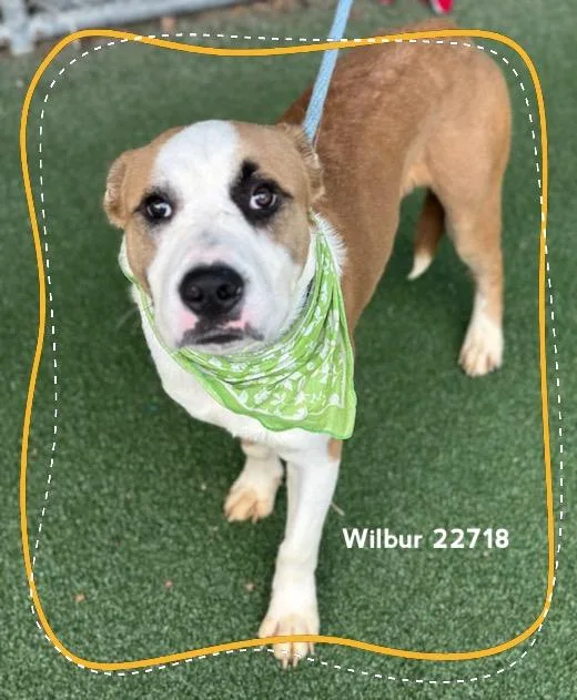 Wilbur thumbnail 2