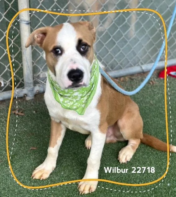 Wilbur thumbnail 3