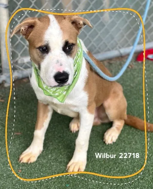 Wilbur thumbnail 4