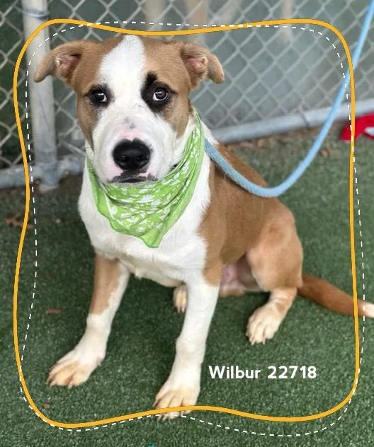Wilbur thumbnail 5
