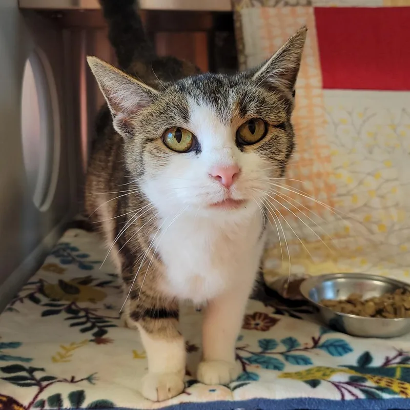 A senior small-sized female Gray / Blue / Silver Domestic Short Hair cat named Lottie for adoption in Nashville, IN