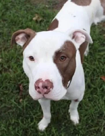 A senior large-sized male Pit Bull Terrier dog named Reggie for adoption in Troy, MI