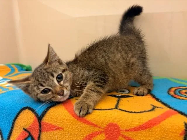 A baby small-sized male Domestic Short Hair cat named Bobcat The Builder for adoption in Fort Wayne, IN