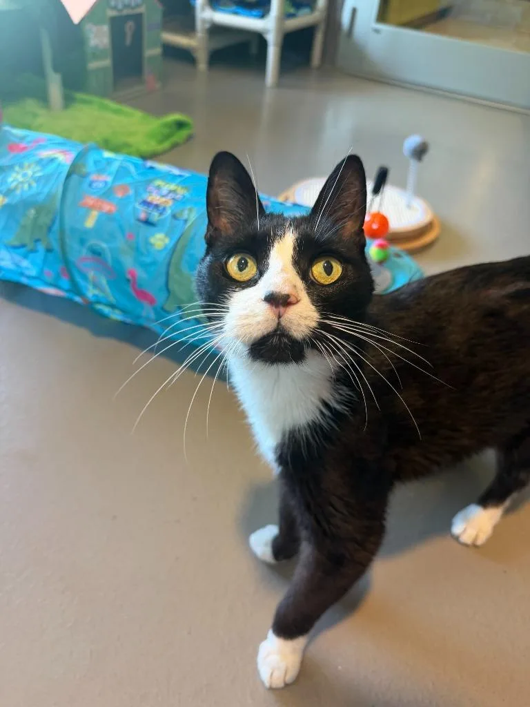 An adult small-sized male Domestic Short Hair cat named Louie for adoption in Hyde Park, NY