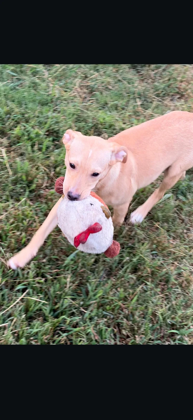 A baby small-sized female Mixed Breed dog named Daisy for adoption in Lexington, KY