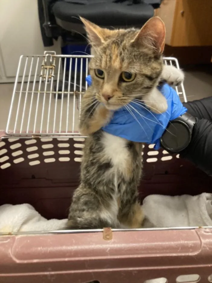 An adult small-sized female Domestic Short Hair cat named Jenna for adoption in Burbank, CA
