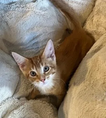 A baby small-sized male Domestic Short Hair cat named Horizon for adoption in Magnolia, TX