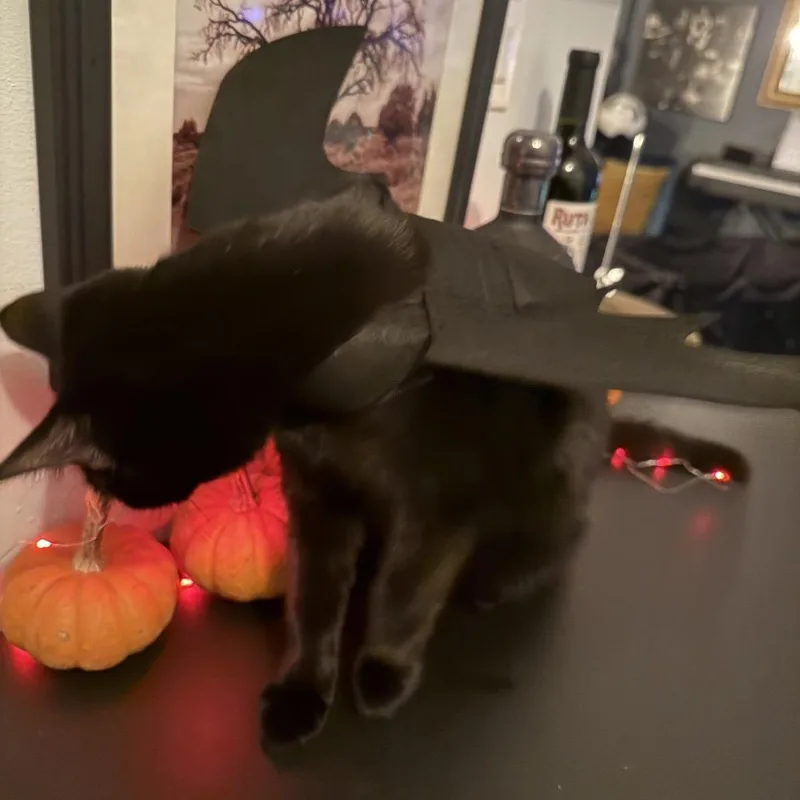 A baby small-sized male Black Domestic Short Hair cat named Parlay for adoption in Middle Village, NY