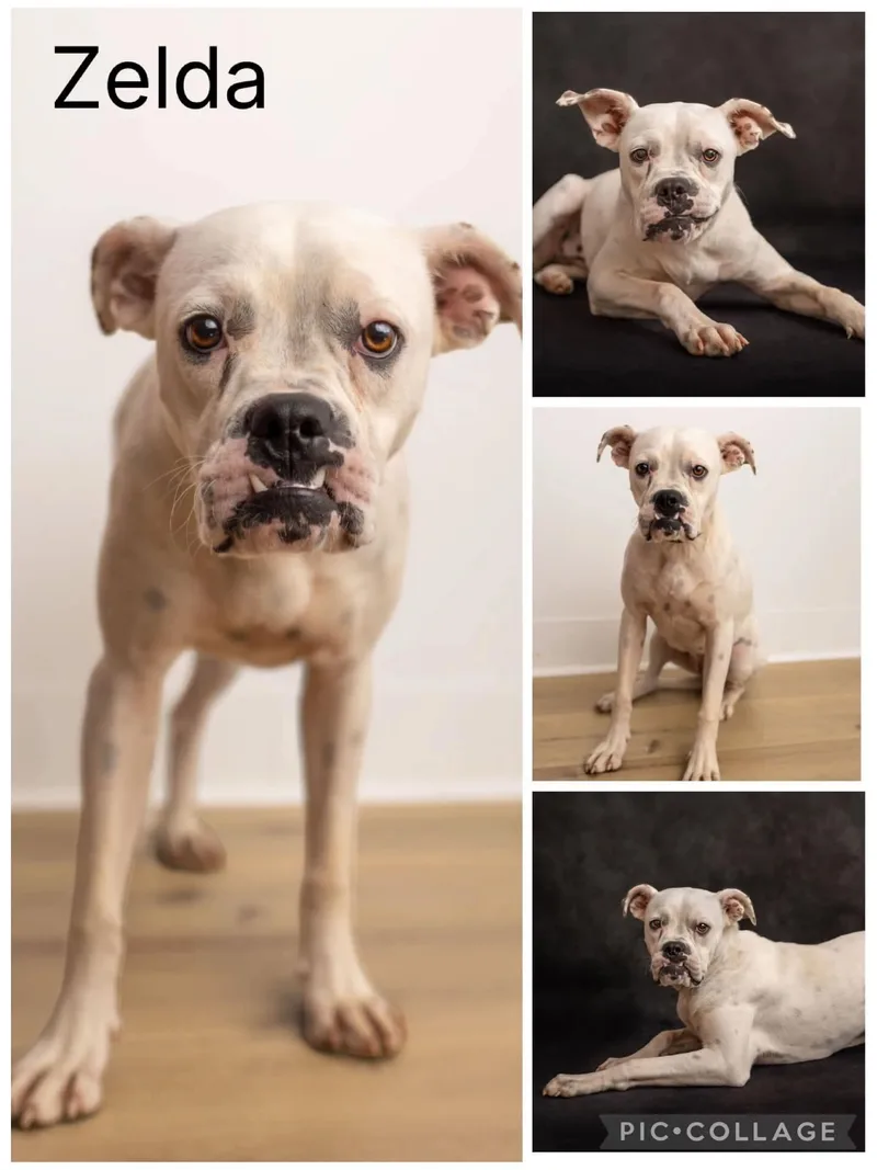 A young medium-sized female White / Cream Boxer dog named Zelda for adoption in Enterprise, AL