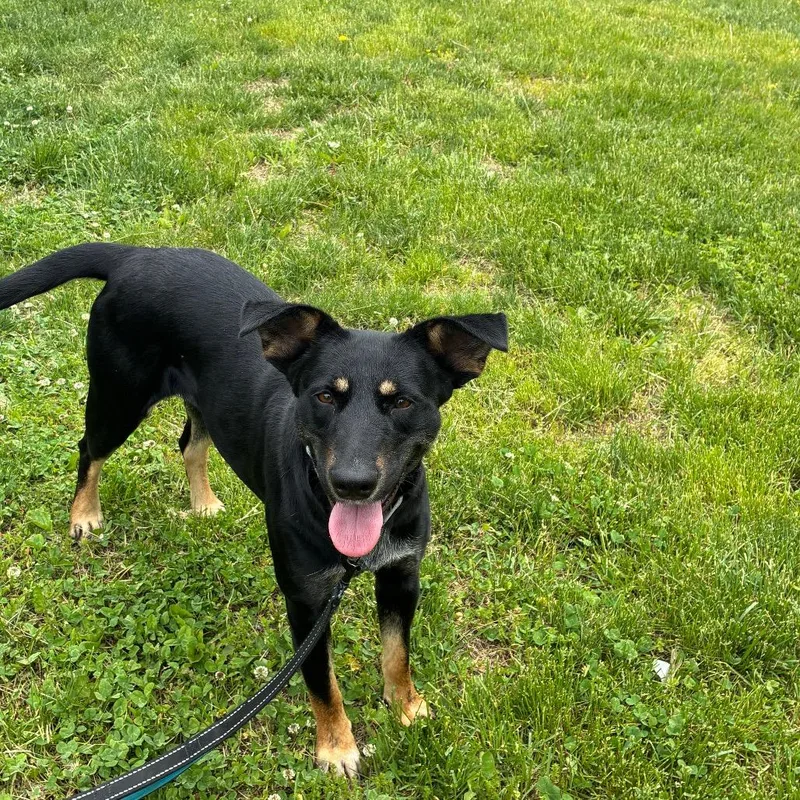 An adult medium-sized female Black Shepherd dog named Ava for adoption in Newark, DE