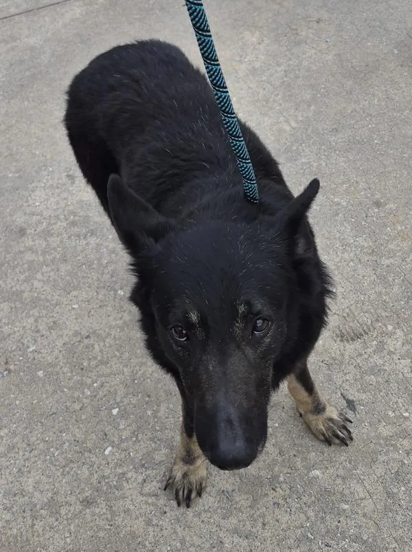 Pen  Titus thumbnail 2