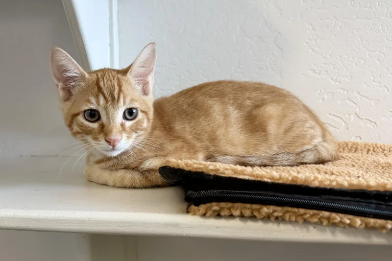 A baby small-sized male Domestic Short Hair cat named Fluffer Puff for adoption in Fountain Hills, AZ