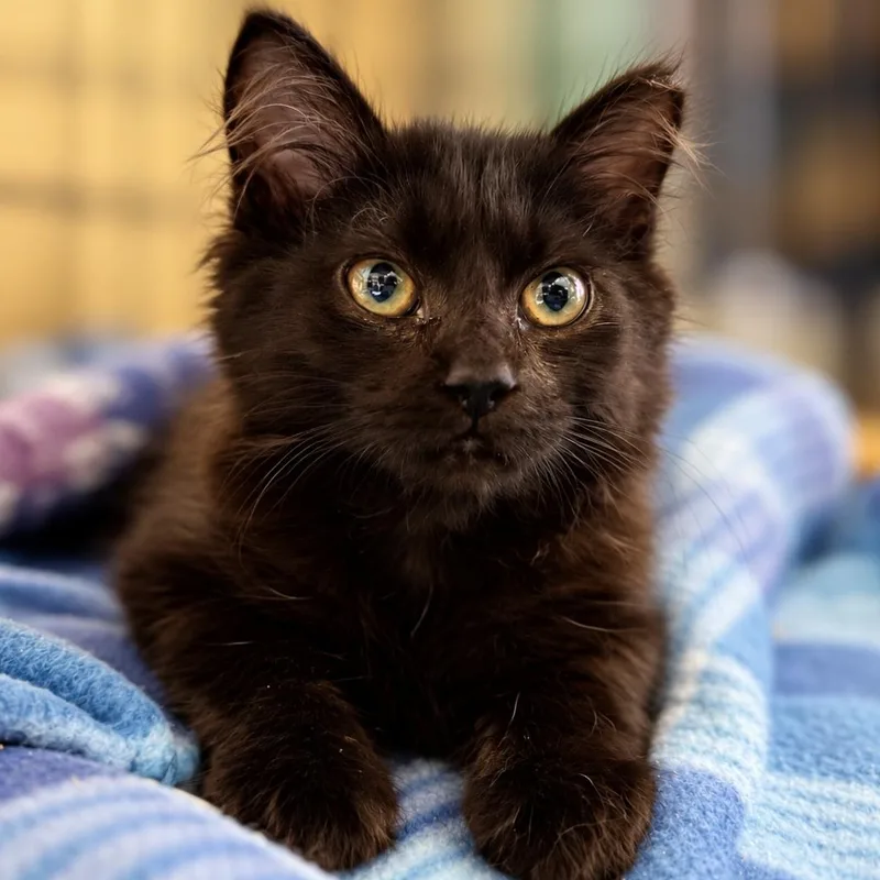 A baby medium-sized female Black Domestic Medium Hair cat named Clover FeLV for adoption in Roanoke, VA