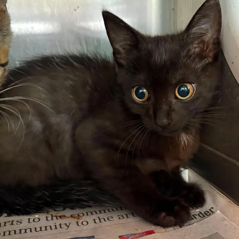 A baby small-sized male Black Domestic Short Hair cat named Karter for adoption in Huntington, WV