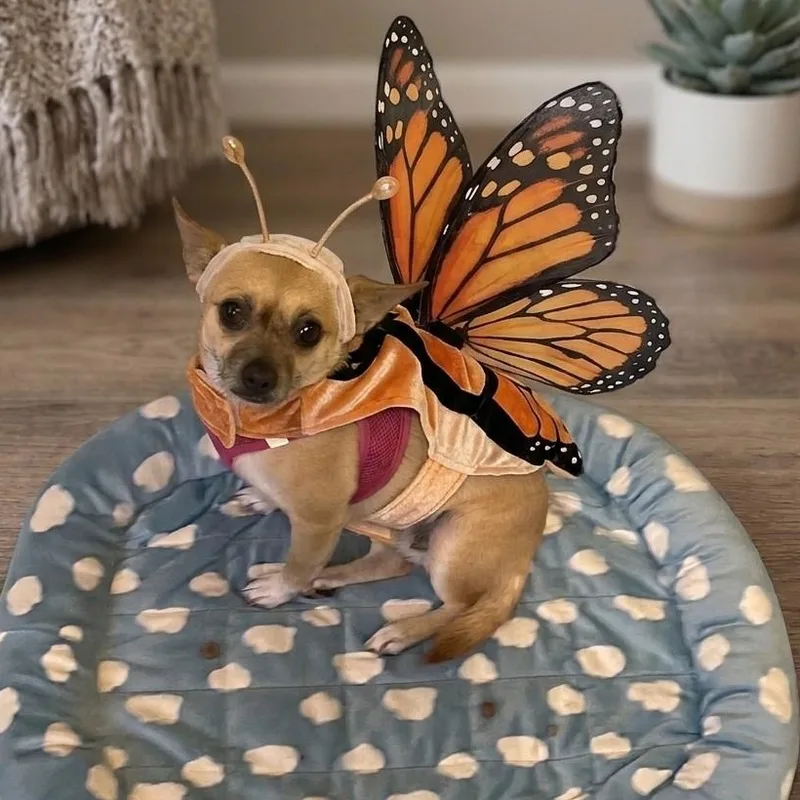 A young small-sized female White / Cream Chihuahua dog named Maggie for adoption in Boca Raton, FL