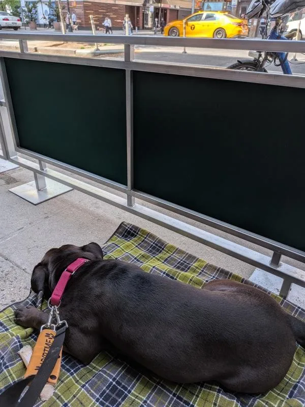 An adult large-sized female Mixed Breed dog named Lucybelle for adoption in New York, NY