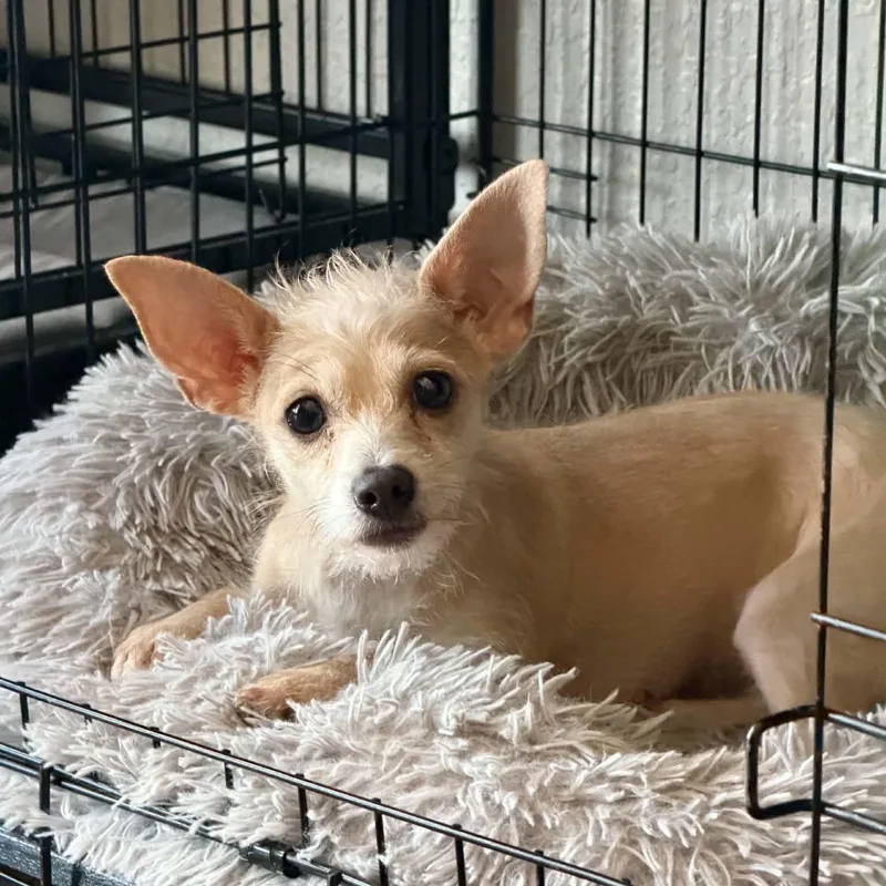 A baby small-sized female Chihuahua dog named Maxine for adoption in Justin, TX