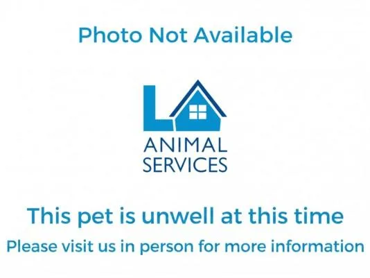 A baby medium-sized male Mixed Breed dog named Mason for adoption in Los Angeles, CA