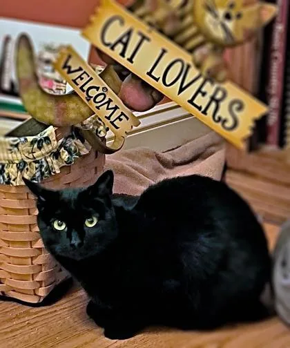 An adult small-sized male Domestic Short Hair cat named Buddy for adoption in Cumming, GA
