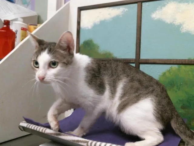 A young medium-sized female Domestic Short Hair cat named Raspberry for adoption in Houston, TX