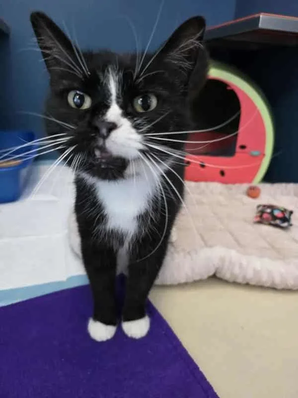 An adult medium-sized female Domestic Short Hair cat named Princess for adoption in Topeka, KS