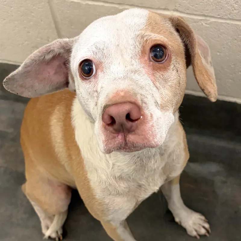 An adult medium-sized female Yellow / Tan / Blond / Fawn Beagle dog named IEPAStray for adoption in Upland, CA