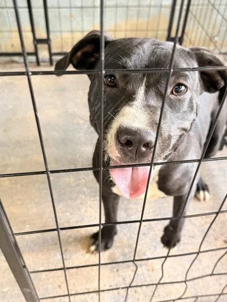 A young medium-sized female Pit Bull Terrier dog named Raven for adoption in Mobile, AL
