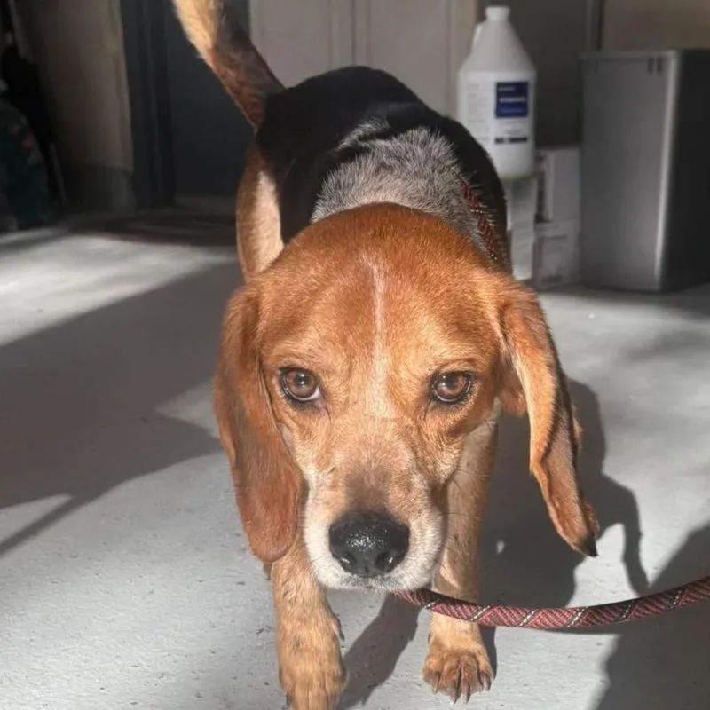 An adult medium-sized male Beagle dog named Rufus for adoption in Washington, DC