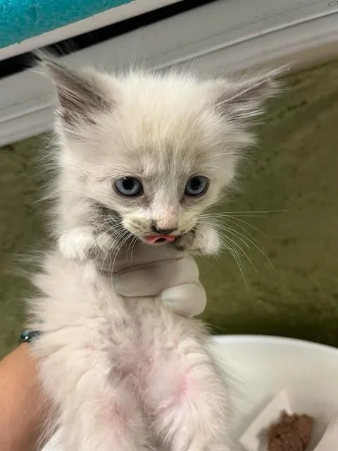 A baby small-sized male Domestic Short Hair cat named Johnny for adoption in Riverside, CA