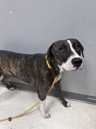 An adult large-sized female Terrier dog named Angie for adoption in Gulfport, MS