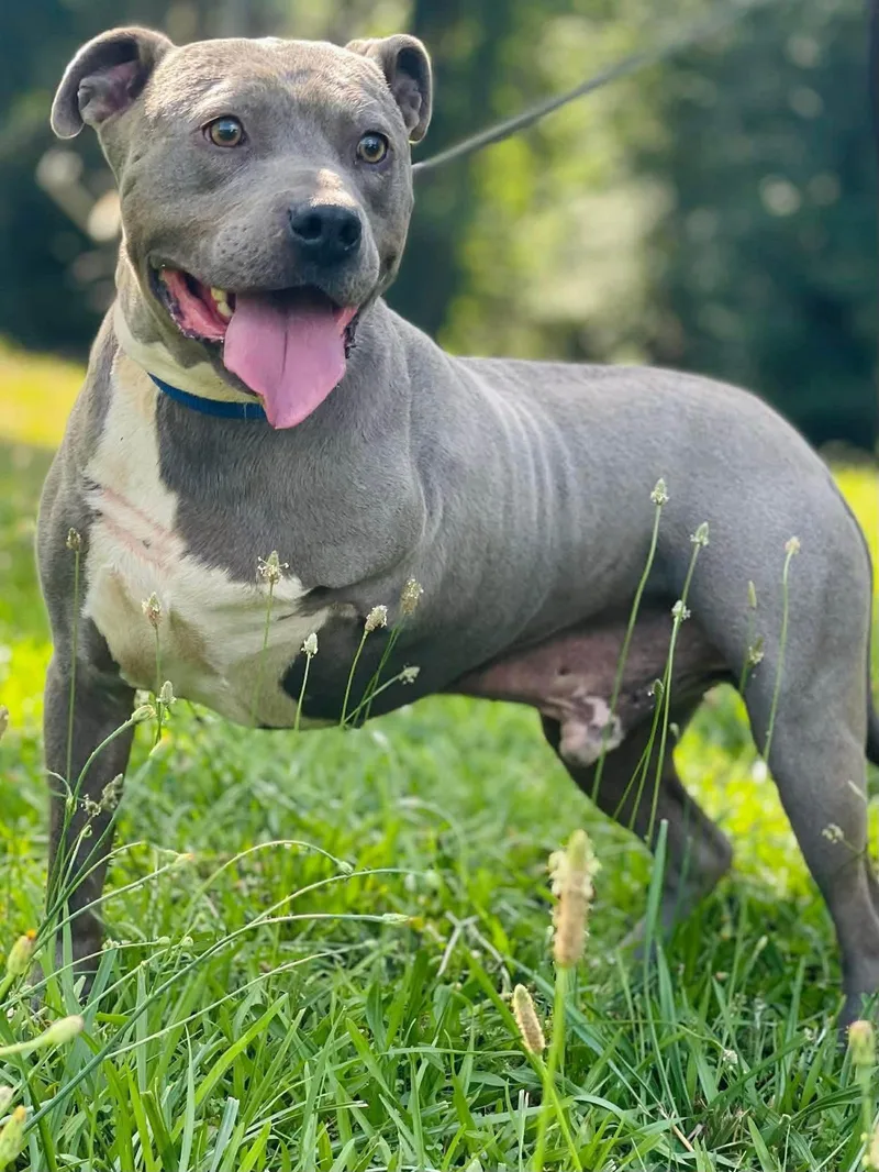 An adult large-sized male Pit Bull Terrier dog named Brick for adoption in Covington, GA