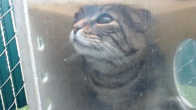 A senior small-sized female Domestic Short Hair cat named Zeah for adoption in Downey, CA