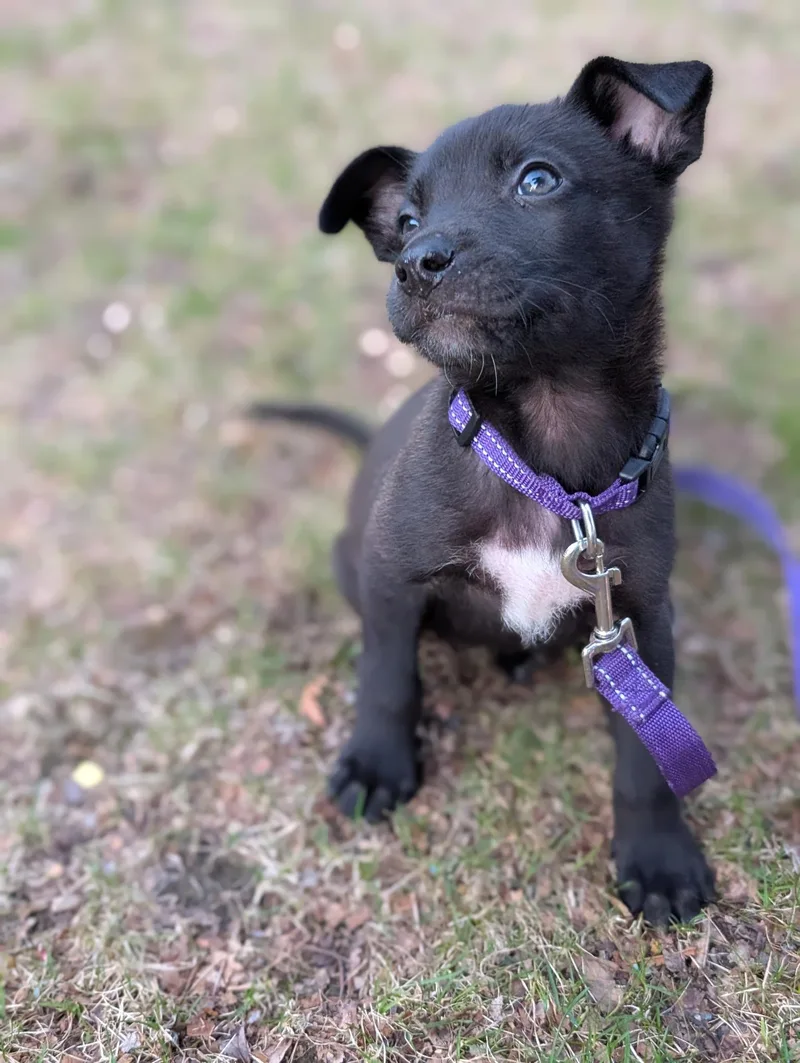 A baby medium-sized male Mixed Breed dog named Mickey for adoption in New York, NY