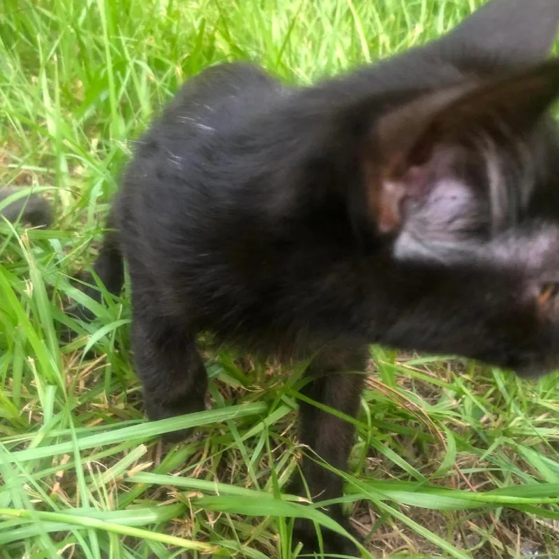 A baby small-sized male Domestic Short Hair cat named Nandor for adoption in Gainesville, FL