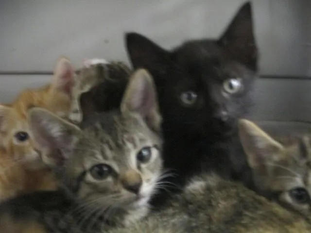 A baby small-sized male Domestic Short Hair cat named Kinger for adoption in Ocala, FL