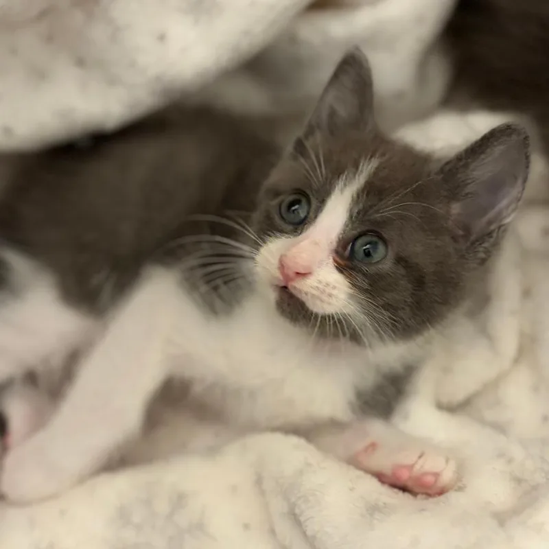 A baby small-sized male Gray / Blue / Silver Domestic Short Hair cat named Dew Drop for adoption in Wichita, KS