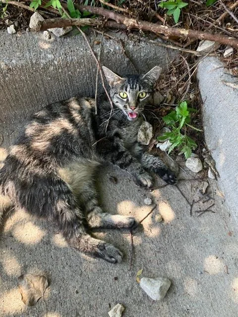 An adult small-sized female Domestic Short Hair cat named Lola for adoption in Dallas, TX