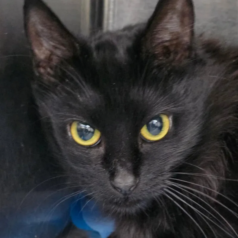 A young medium-sized female Black Domestic Medium Hair cat named Phoebe for adoption in Williston, FL