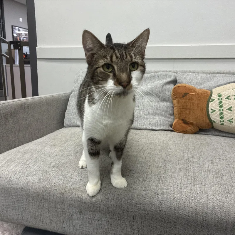 A senior medium-sized female Domestic Medium Hair cat named Bentley for adoption in Columbus, OH
