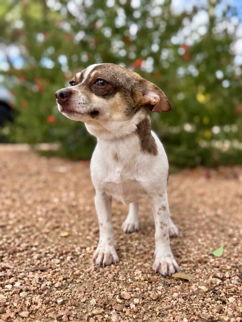 A young small-sized female Chihuahua dog named Millie for adoption in Helotes, TX