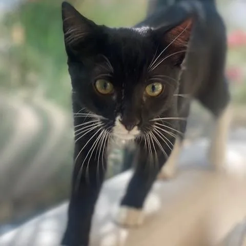 A baby small-sized male Black Domestic Short Hair cat named Gravy Bobby for adoption in Chesapeake, VA