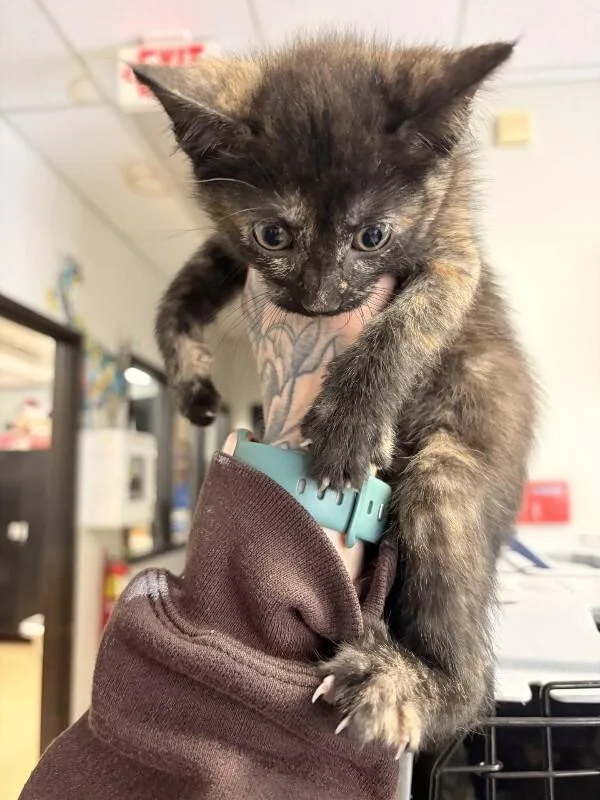 A baby medium-sized female Domestic Short Hair cat named Winter for adoption in Saint Charles, MO