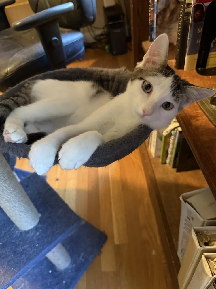 A baby small-sized male Black & White / Tuxedo Domestic Short Hair cat named Fergus for adoption in Duxbury, MA