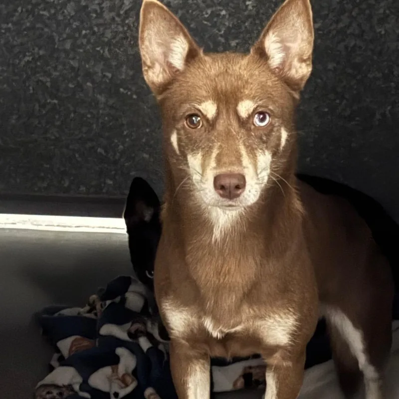 An adult small-sized female Brown / Chocolate Australian Kelpie dog named Louise Yin A for adoption in Mission Hills, CA