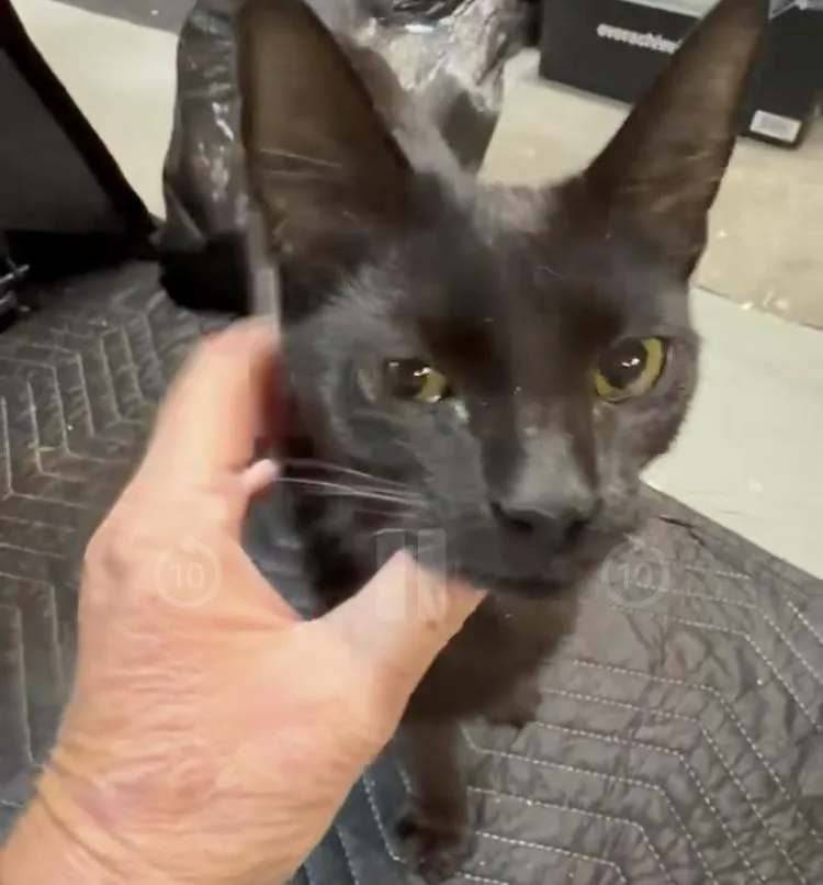 A young medium-sized female Bombay cat named Amari for adoption in Turnersville, NJ
